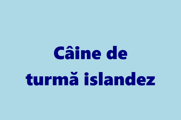 Adopta un Câine Cine de turm islandez Disponibil in Briceni