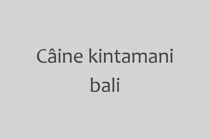 Superb Câine kintamani bali Câine de Vnzare in Ungheni