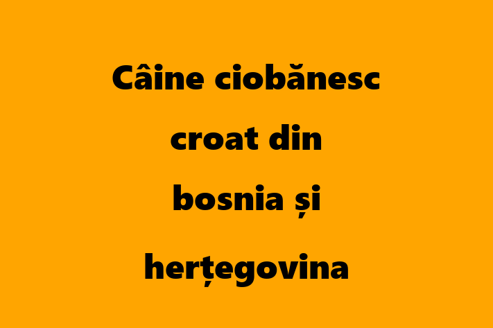 Întâlnește adorabilul nostru Câine ciobănesc croat din bosnia și herțegovina de 1 an! Acest câine este plin de personalitate, bine socializat și gata să se alăture familiei tale. Este la zi cu vaccinările și vine cu dosar medical. Perfect pentru iubitorii de câine din Glodeni.
Preț: 1,050.00 Lei
Contactează Bogdan la (060) 297 706 pentru mai multe detalii sau pentru a programa o vizită!