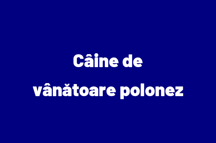 Câine de vânătoare polonez de 6 luni caută o casă, Preț: 400.00 Lei. Contactează Anisoara la (021) 860374.