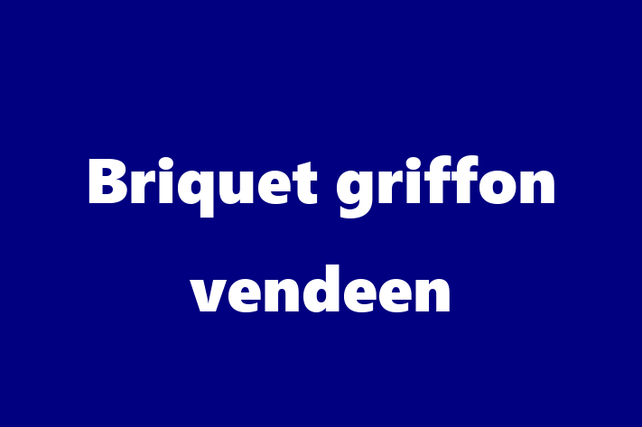 Descoper Noua Ta Briquet griffon vendeen Câine in Rcani