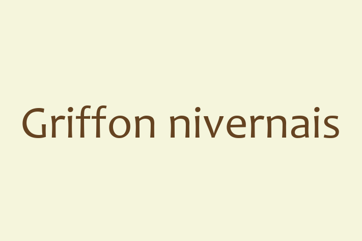 Adopta un Adorabil Griffon nivernais Câine in Bli