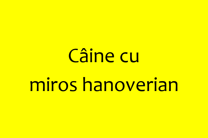 ntlnete Noua Ta Câine cu miros hanoverian Câine in Cantemir