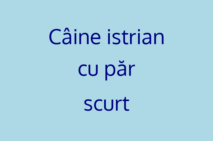 Întâlnește adorabilul nostru Câine istrian cu păr scurt de 9 luni! Acest câine este plin de personalitate, bine socializat și gata să se alăture familiei tale. Este la zi cu vaccinările și vine cu dosar medical. Perfect pentru iubitorii de câine din Dubasari.
Preț: 2,100.00 Lei
Contactează Daniel la (061) 371 995 pentru mai multe detalii sau pentru a programa o vizită!