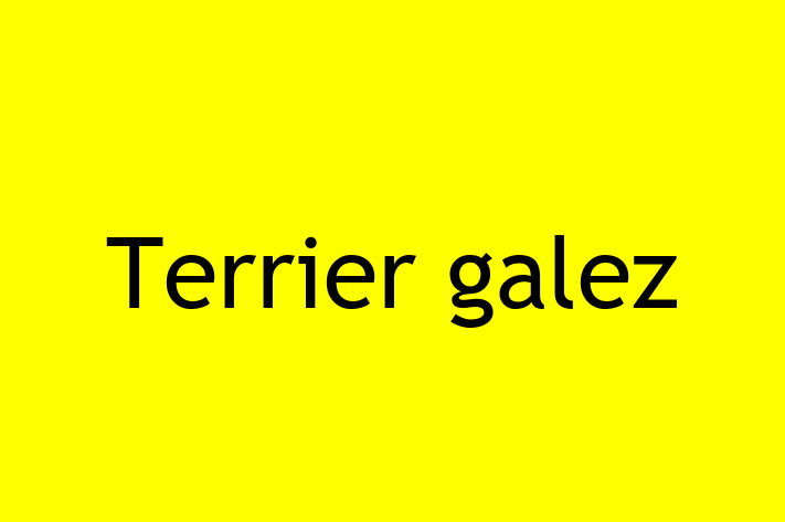 Un Nou Terrier galez Câine te Ateapt in tefan Voda