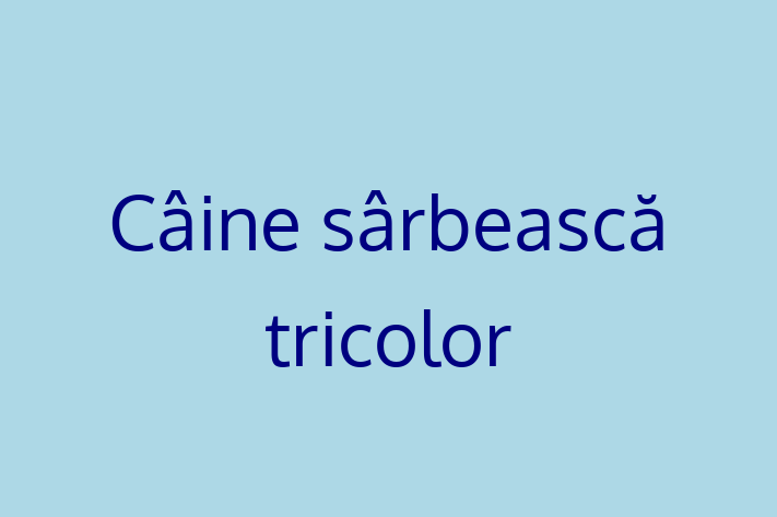 Acest câine de 2 ani este calm și iubitor și disponibil pentru adopție. Prețul este de 1,700.00 Lei, iar toate vaccinările sunt la zi.
Contactează Lucian la (069) 856 798 pentru mai multe informații.