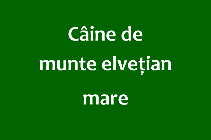 ntlnete Noua Ta Câine de munte elveian mare Câine in oldneti