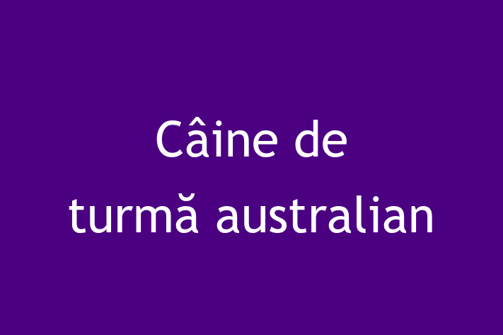 Cauți un câine? Al nostru Câine de turmă australian de 2 ani este blând și prietenos și disponibil pentru adopție! Preț: 1,200.00 Lei.
Contactează Vasile la (062) 522 155 pentru mai multe detalii.