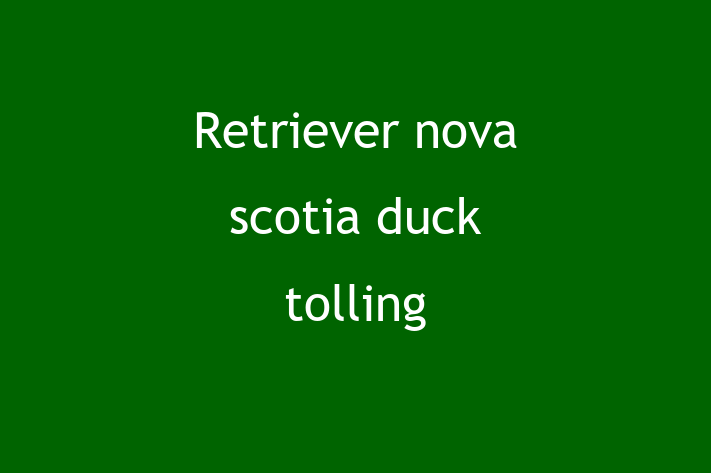 Retriever nova scotia duck tolling de Vnzare in Dondueni