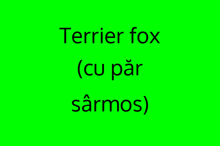 Terrier fox cu pr srmos Câine Disponibil Acum in Edine