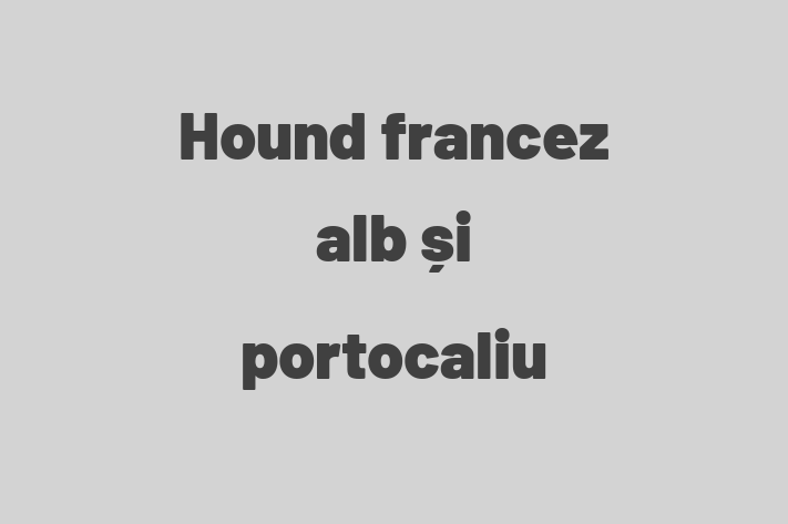 Hound francez alb i portocaliu de Vnzare in Rbnia