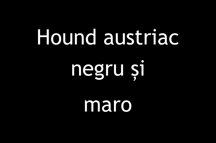 Cauți un câine? Al nostru Hound austriac negru și maro de 8 luni este blând și prietenos și disponibil pentru adopție! Preț: 2,350.00 Lei.
Contactează Ciprian la (0246) 861076 pentru mai multe detalii.