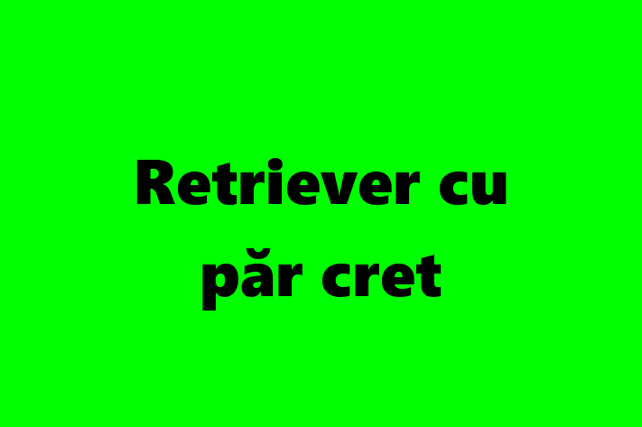 Superb Retriever cu pr cret Câine de Vnzare in Faleti