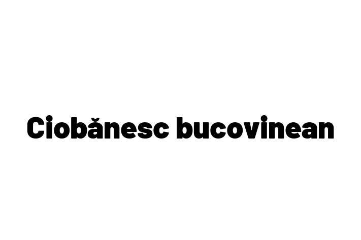 Ciobnesc bucovinean Câine in Hnceti Pregtit pentru o Nou Cas