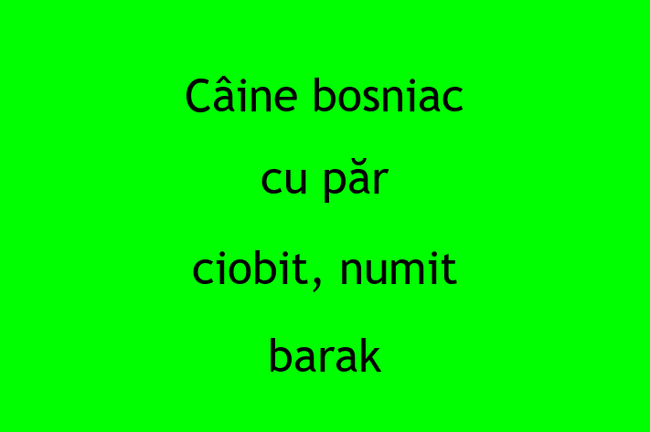 Adopt un Câine Cine bosniac cu pr ciobit numit barak Disponibil in Ialoveni