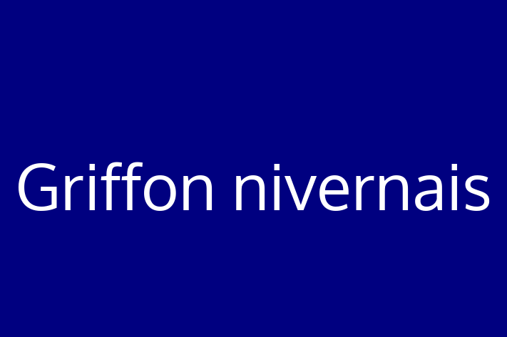 Griffon nivernais de Vnzare in Hnceti