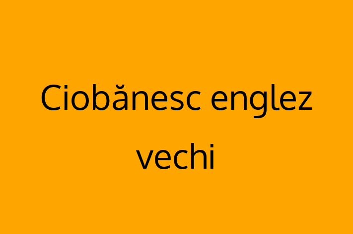 Ciobnesc englez vechi Câine in Cueni Pregtit pentru o Nou Cas