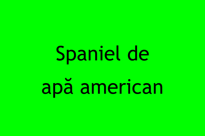 Cine Spaniel de ap american de Vnzare in Floreti