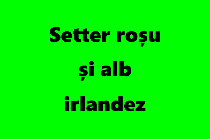 Adoptă acest Setter roșu și alb irlandez de 2 ani, un câine jucăuș și afectuos. Vaccinat și sănătos. Preț: 2,650.00 Lei.
Contactează Robert la (067) 56 701.