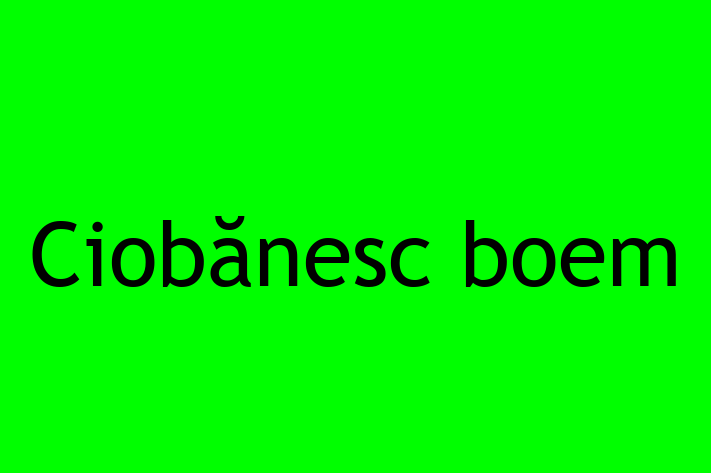 Al nostru Ciobănesc boem de 3 ani este sănătos, energic și amuzant și gata pentru o casă nouă. Disponibil pentru 2,850.00 Lei.
Contactează Cristina la (0231) 387501.