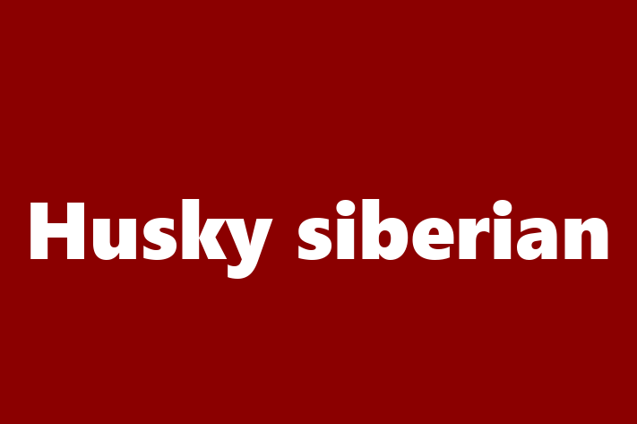 ntlnete Noua Ta Husky siberian Câine in Comrat