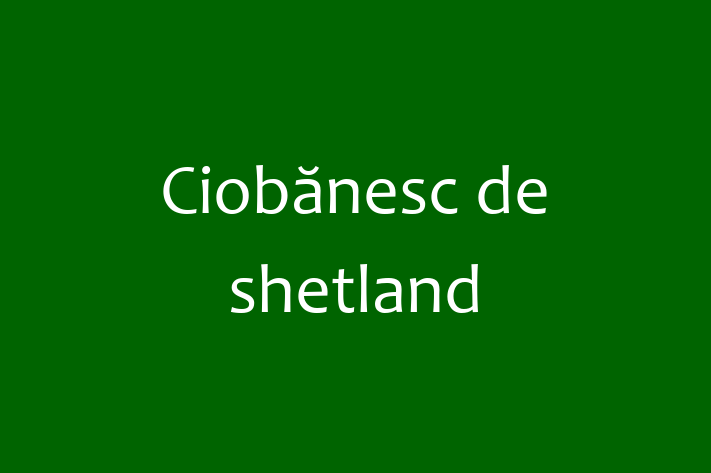 Descoper Noua Ta Ciobnesc de shetland Câine in Ungheni