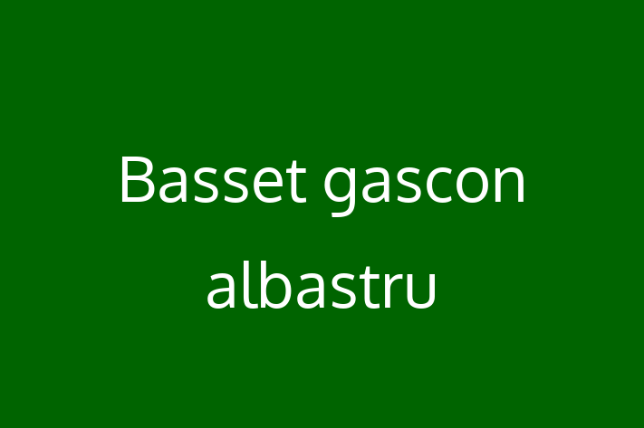 Superb Basset gascon albastru Câine de Vnzare in Edine