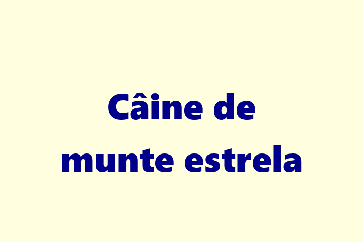 Acest Câine de munte estrela de 1 an este loial și protector și în așteptarea unei familii iubitoare! La zi cu toate vaccinările. Preț: 1,050.00 Lei.
Contactează Catalin la (021) 978111.