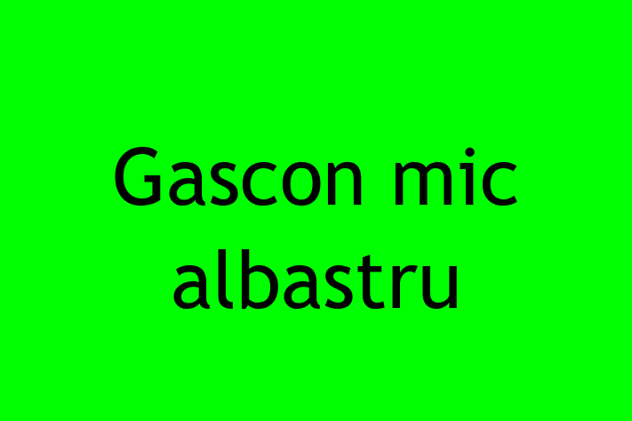 Gascon mic albastru Câine Pregtit pentru o Cas in Bli