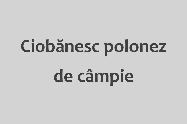 Adoptă acest Ciobănesc polonez de câmpie adorabil de 11 luni astăzi! jucăuș și afectuos, sănătos și complet vaccinat. Disponibil acum pentru 2,100.00 Lei.
Contactează Anca la (067) 231 345 pentru mai multe detalii!