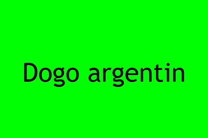 Cauți un câine? Al nostru Dogo argentin de 11 luni este blând și prietenos și disponibil pentru adopție! Preț: 1,750.00 Lei.
Contactează Marcel la (0269) 181565 pentru mai multe detalii.