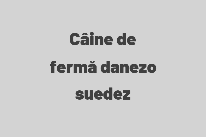 Cine de ferm danezo-suedez Câine Pregtit pentru o Cas in Taraclia