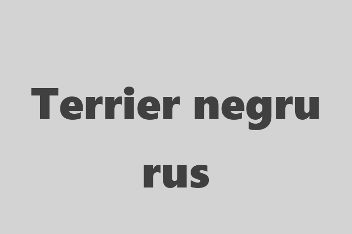 Al nostru Terrier negru rus de 3 ani este perfect pentru familia ta! Sănătos, vaccinat și alert și activ. Preț: 1,250.00 Lei.
Contactează Simion la (0263) 487790.