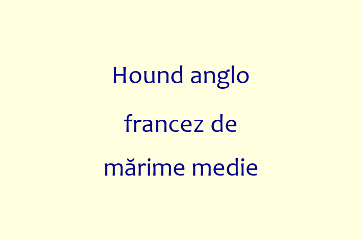 Hound anglo francez de mrime medie de Vnzare in Floreti