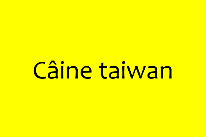 Acest Câine taiwan de 3 ani este calm și iubitor și gata să fie adoptat. Vine cu toate vaccinările necesare. Preț: 2,500.00 Lei.
Contactează Mihai la (069) 240 803 pentru o vizită!