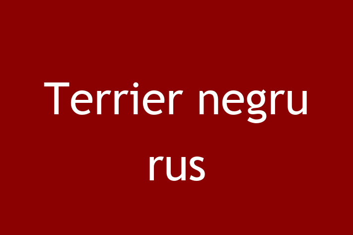 Adopta un Frumos Terrier negru rus Câine in Basarabeasca