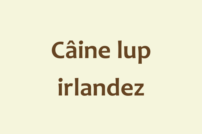 Câine lup irlandez de 2 ani caută o casă, Preț: 800.00 Lei. Contactează Luca la (062) 53 135.