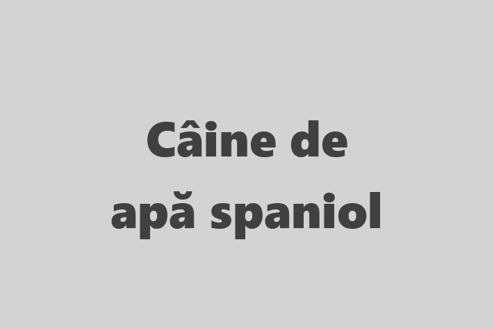 Adopta un Câine de ap spaniol Câine in Hnceti