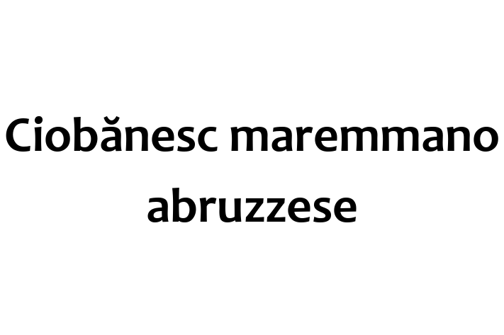 Ciobnesc maremmano abruzzese de Vnzare in Basarabeasca