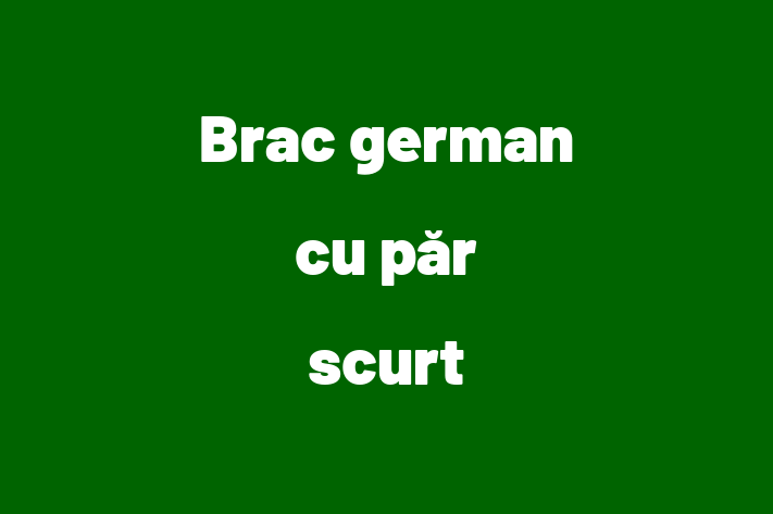 Brac german cu pr scurt Câine de Adopie in Cimilia