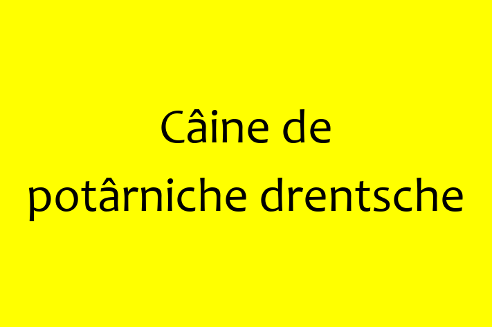 Acest Câine de potârniche drentsche de 3 ani este alert și activ și în așteptarea unei familii iubitoare! La zi cu toate vaccinările. Preț: 1,050.00 Lei.
Contactează Lavinia la (0260) 380715.