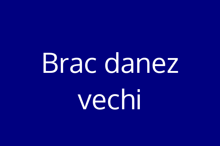 Brac danez vechi Câine Pregtit pentru o Cas in Leova