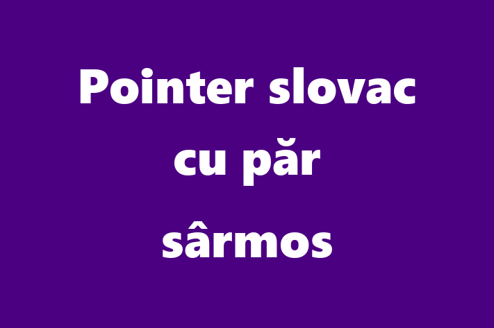 Acest Pointer slovac cu păr sârmos de 1 lun este calm și iubitor și în așteptarea unei familii iubitoare! La zi cu toate vaccinările. Preț: 1,250.00 Lei.
Contactează Daniel la (069) 812 543.