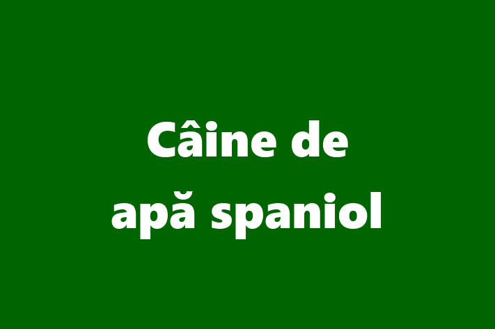 Puii noștri de Câine de apă spaniol de 2 ani sunt în așteptarea unei case iubitoare! Acești câine sunt alert și activ și gata să facă parte din familia ta.
Preț: 1,900.00 Lei. Contactează Simion la (068) 568 478.