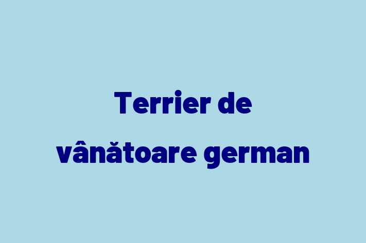 Acest Terrier de vânătoare german de 1 an este jucăuș și afectuos și în așteptarea unei familii iubitoare! La zi cu toate vaccinările. Preț: 2,200.00 Lei.
Contactează Lidia la (063) 339 356.