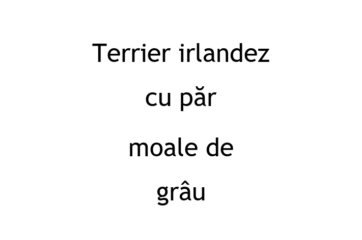 Adoptă acest Terrier irlandez cu păr moale de grâu adorabil de 1 an astăzi! calm și iubitor, sănătos și complet vaccinat. Disponibil acum pentru 2,100.00 Lei.
Contactează Sorin la (0270) 688702 pentru mai multe detalii!