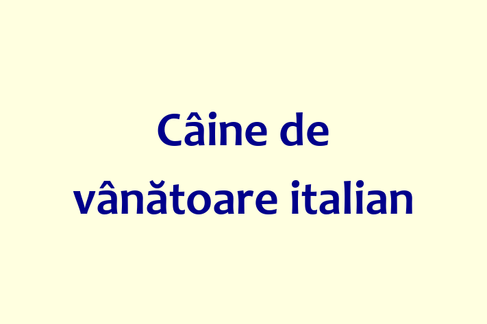 🌟 Întâlnește adorabilul nostru Câine de vânătoare italian de 2 ani! Acest câine este calm și iubitor și gata pentru o nouă familie. 📍 Locație: Ialoveni | 💵 Preț: 2,950.00 Lei
📞 Contactează Rares la (069) 807 315 pentru a programa o vizită!