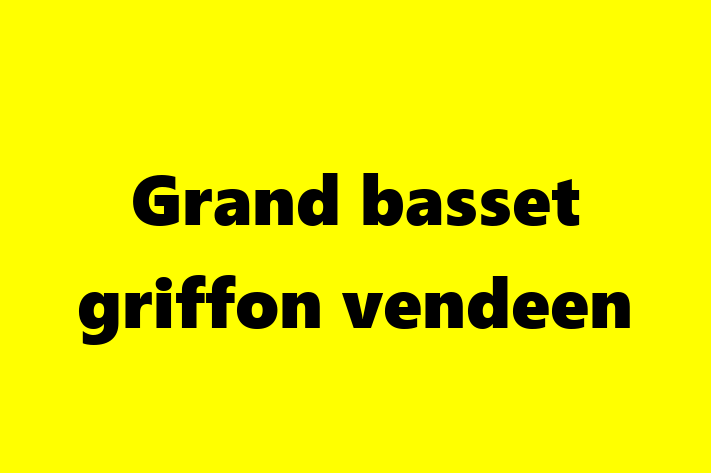 Adoptă acest Grand basset griffon vendeen de 2 ani, un câine blând și prietenos. Vaccinat și sănătos. Preț: 2,500.00 Lei.
Contactează Ramona la (062) 45 107.