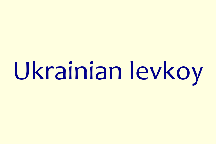 Ukrainian levkoy Pisica Disponibil Acum in Hnceti