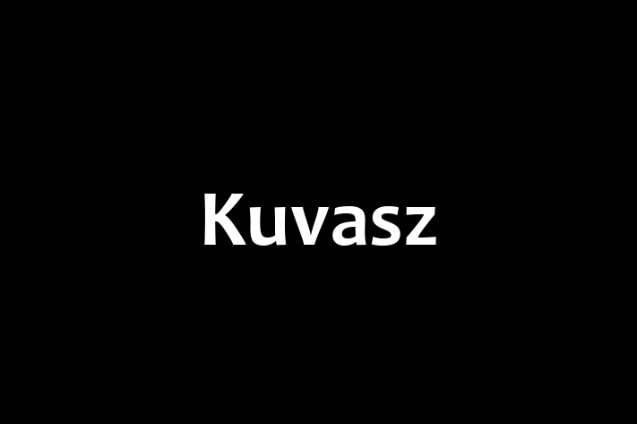 Kuvasz Câine de Vnzare in Chiinu